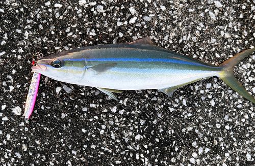 ツムブリの釣果