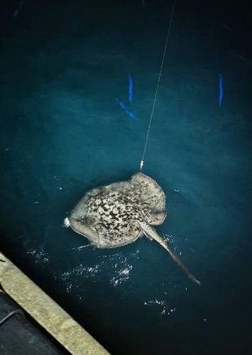 マダラエイの釣果