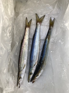 ヤマトカマスの釣果