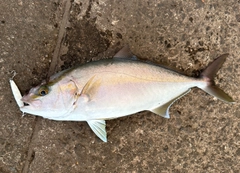 ショゴの釣果
