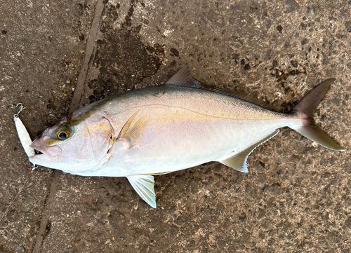 ショゴの釣果