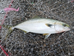 イナダの釣果