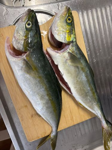 イナダの釣果