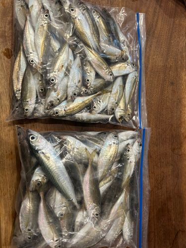 マアジの釣果