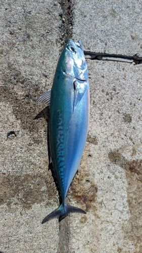 ソウダガツオの釣果