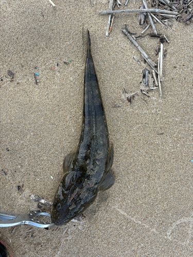 マゴチの釣果