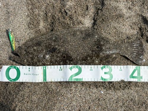 ヒラメの釣果