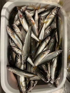 アユの釣果