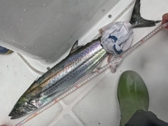 サワラの釣果