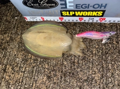コウイカの釣果