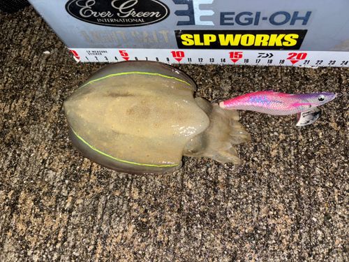 コウイカの釣果