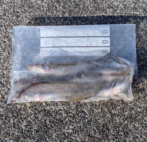 シロギスの釣果