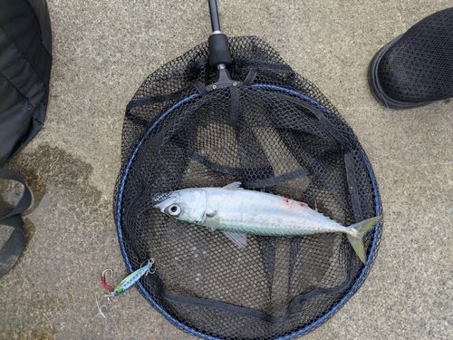 サバの釣果