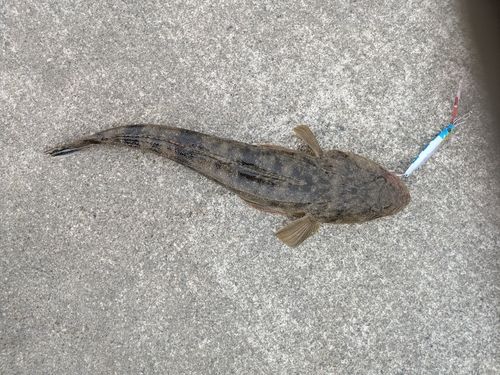 マゴチの釣果