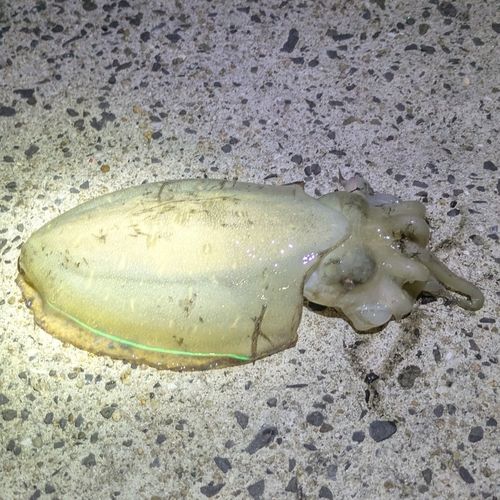 モンゴウイカの釣果