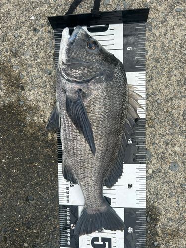 チヌの釣果