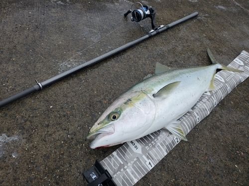 ワラサの釣果