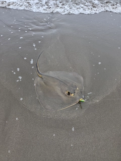 アカエイの釣果