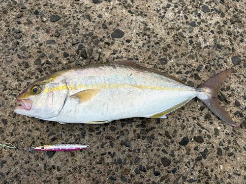 ネリゴの釣果