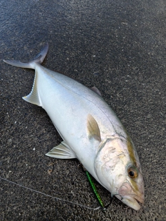 カンパチの釣果