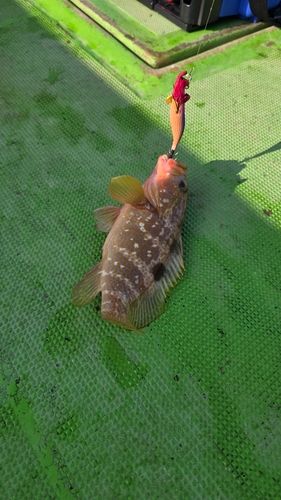 キジハタの釣果