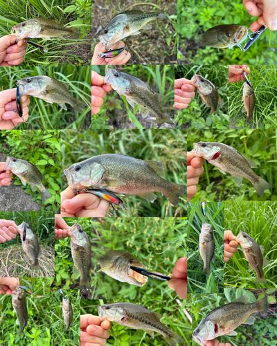 ブラックバスの釣果