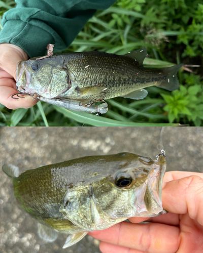 ブラックバスの釣果