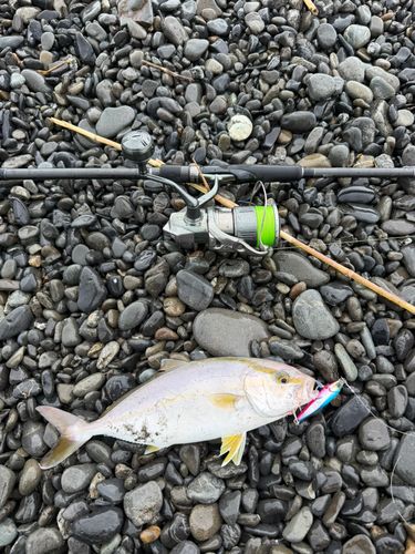 ショゴの釣果