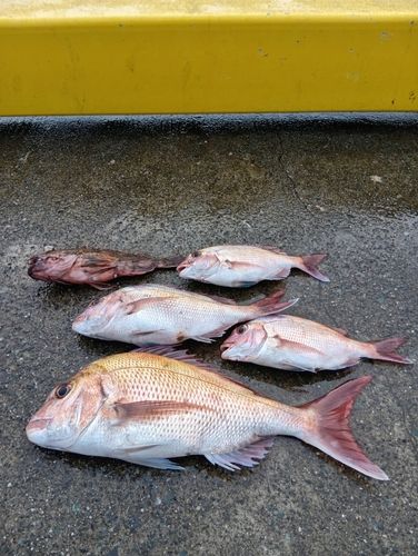 マダイの釣果