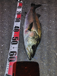 スズキの釣果