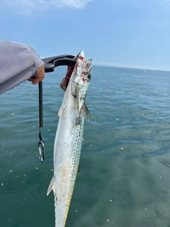 サワラの釣果