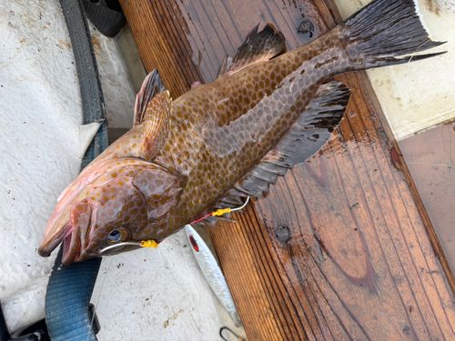 オオモンハタの釣果