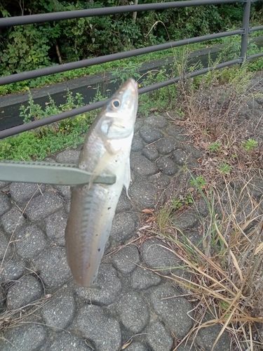 シロギスの釣果