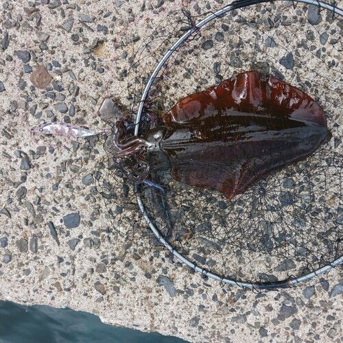 アオリイカの釣果