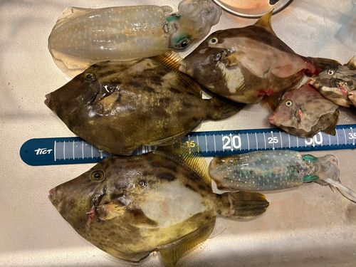 カワハギの釣果