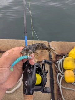 アナハゼの釣果