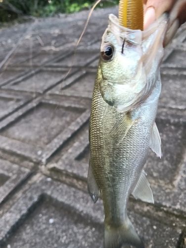 東京都で釣れたスズキの釣り・釣果情報 - アングラーズ | 釣果600万件