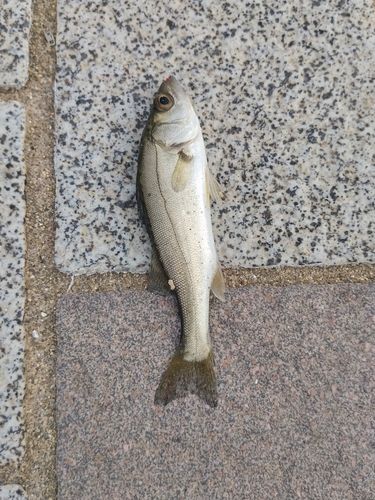 セイゴ（ヒラスズキ）の釣果