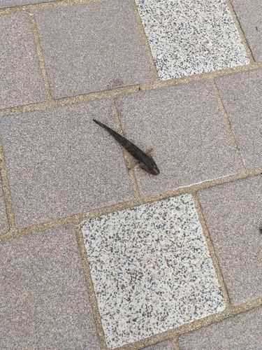 ハゼの釣果