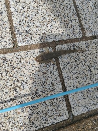 ハゼの釣果