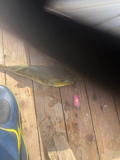 シロサバフグの釣果