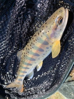 アマゴの釣果