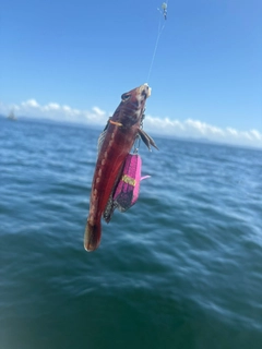 コウライトラギスの釣果