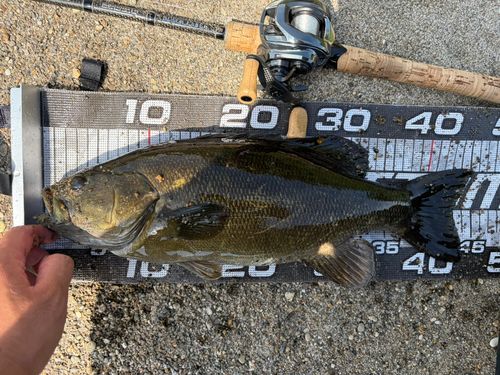 スモールマウスバスの釣果