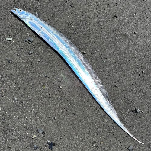 タチウオの釣果