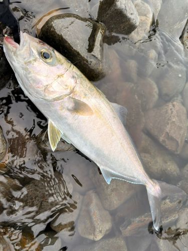 ネリゴの釣果
