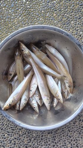 キスの釣果