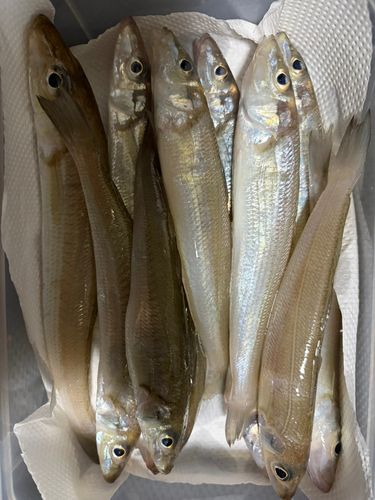シロギスの釣果