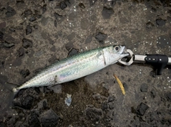 ゴマサバの釣果