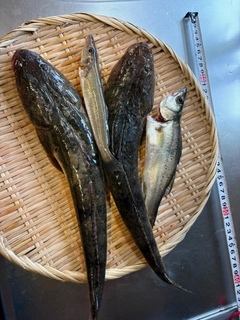 マゴチの釣果